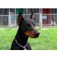 Ergo, Dobermann - Rüde