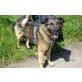 Ergo  geschickter Mischling Schäferhund - Ka, Ergo  geschickter Mischling Schäferhund - Ka - Rüde