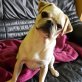 Erica freundlich,lieb,jung,aufgeweckt, Mops-Französische Bulldoggen Mix - Hündin