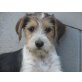Erik, Terrier-Mix Welpen - Rüde