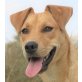 Erika, Labrador Mix - Hündin