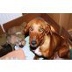 Erna, Mutter Erna mit ihren Rhodesian Ridgeback Mix - Hündin