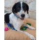 Erni, Setter-Mischling - Rüde