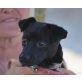 Ernie, Chihuahua Mix - Rüde