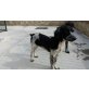 Ernie, Setter Mischling Welpen - Rüde