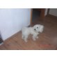 Erny, Bichon Frisé - Rüde