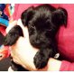 Erol, Tibet-Terrier Welpen - Rüde