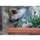 Eros, Chihuahua langhaariger Schlag Welpen - Rüde