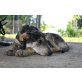 Eros, Herdenschutzhund-Schäferhund - Rüde