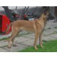 Eros, Malinois Welpen - Rüde