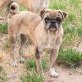 💥💥Eros absoluter Traumhund💥💥, Netter Mischlingsrüde - Rüde