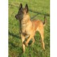 Eros die vom ennstal, Malinois - Rüde
