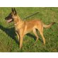 Eros die vom ennstal, Malinois - Rüde
