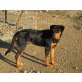 Eros  -  ein großartiger Hund! - Rüde