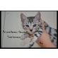 Erste Silber Bengal Zucht in Österrech, Bengalkatze - Kater