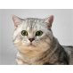 Erwachsene Kätzchen, Mädchen und Jungs, zuver, Britisch Kurzhaarkatze - Kater