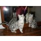 Erwachsene Kätzchen, Mädchen und Jungs, zuver, Britisch Kurzhaarkatze - Katze