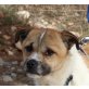 Erwin, Mops-Jack Russell Mix - Rüde
