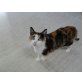 Escarlata-zurück ins Tierheim- NOTFALL!, EKH Mix, Hauskatze - Katze