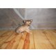 Esina, Chihuahua langhaariger Schlag - Hündin
