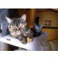 Esmeralda, Fabienne Urania, Britisch Kurzhaarkatze - Katze