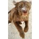 Esmeralda, Terrier-Dame ohne Zukunft sucht Zuhause Welpen - Hündin