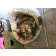 Esmiralda, Maine Coon - Katze