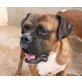 Espartaco, Boxer - Rüde