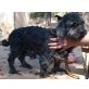 Esperanza, Tibet Terrier - Hündin