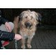 Espero, sucht aktive Familie - Rüde
