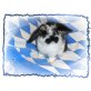 Esprit, Mini Lop - männlich