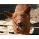 Esteban, Podenco - Rüde