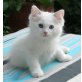 Esteban, Ragdoll - Kater