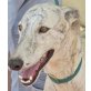 Esteban, toller Galgo - Rüde
