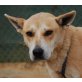 Estela, Shiba Inu Mix - Hündin