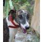 Estella-Notfall, Galgo Español - Hündin