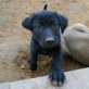 Esteso, Labrador-Mix Welpen - Rüde