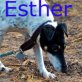 Esther (Notfall), Foxterrier - Hündin