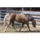 Estrell O Rima, Quarter Horse - Stute