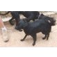 Estrella, Mallorca-Mix - Hündin