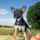 Estrella, Mix Welpen - Hündin