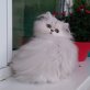Eternal Destiny, Chinchilla-Perser - Kater