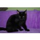 Eternity Moments - black solid Kitten !, Maine Coon - Katze