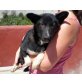 Ethan, Schäferhund Mix Welpen - Rüde