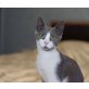 Eugene, Mischling - Kater