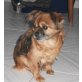 Eugenia, Pekinese - Hündin