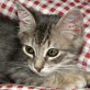 Eulalia, silbergraue - Katze