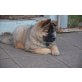 Eurasier Welpen - Hündin