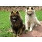 Eurasier Welpen - Hündin
