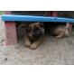 Eurasier Welpen - Rüde